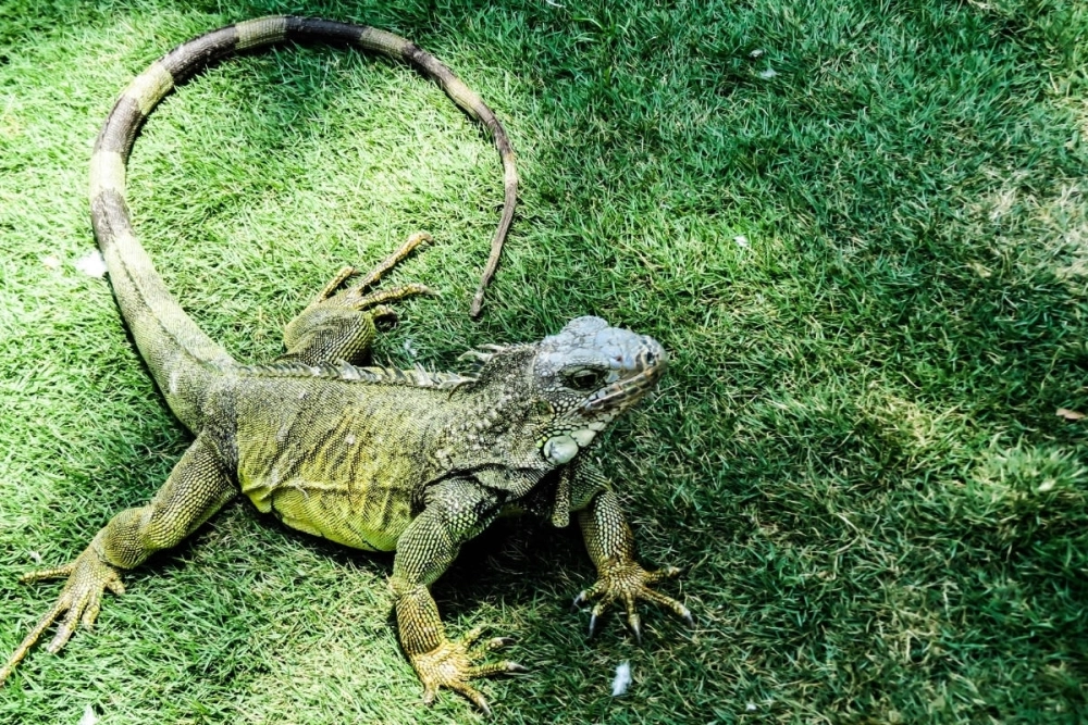 Iguana xanh tạo dáng hùng dũng trên mỏm đá