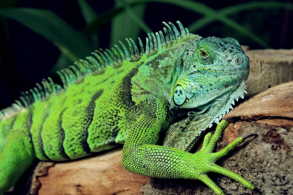 Chuồng nuôi Iguana thiết kế bán cạn hiện đại