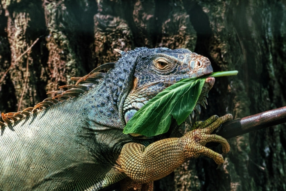 Ảnh nghệ thuật Iguana đen trắng đầy ma mị