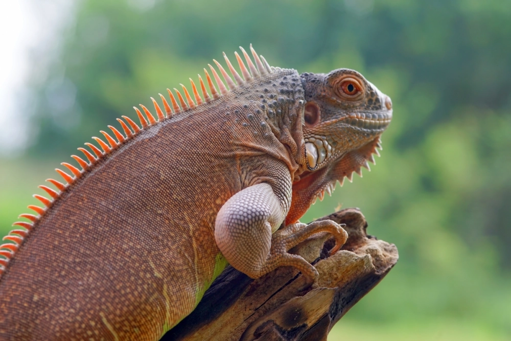Iguana blue màu xanh dương ngọc bích độc đáo