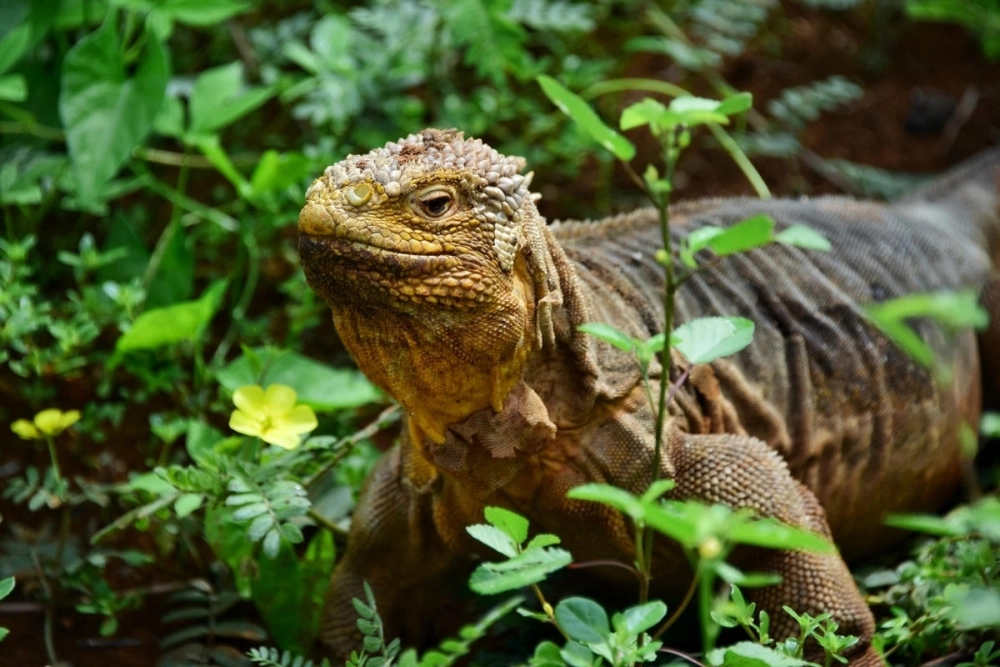 Ảnh Iguana ngầu đeo dây dắt đi dạo phố