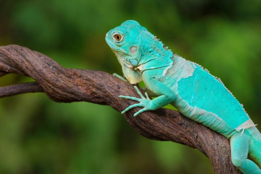 Iguana vàng lemon rực rỡ dưới nắng