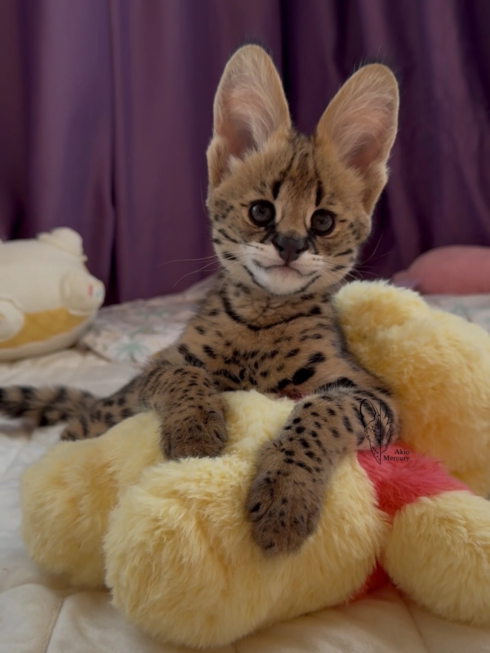 Mèo savannah Có đôi mắt lạ đang ngồi 