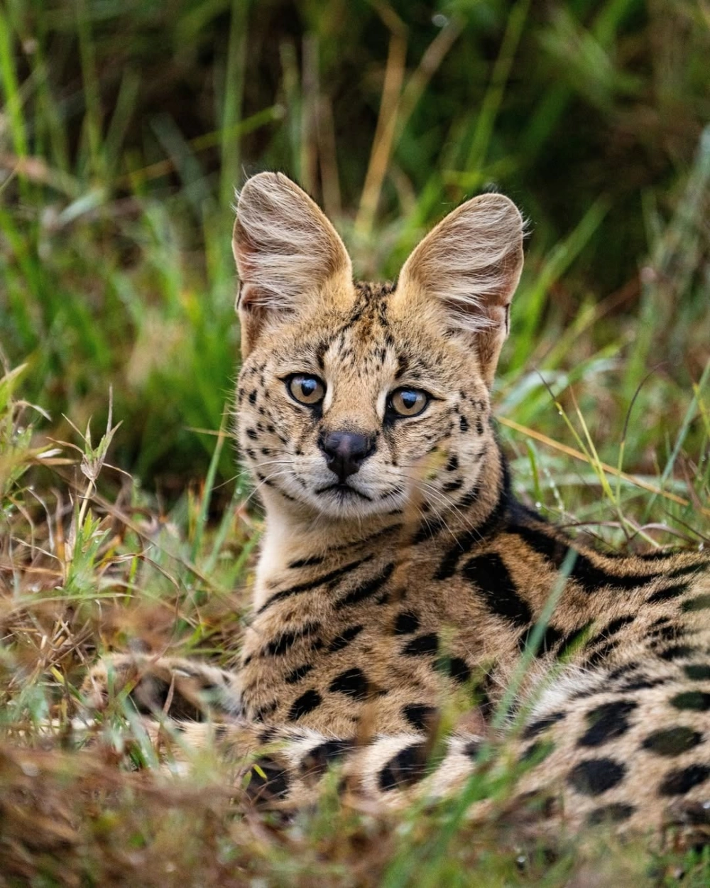 Hình nền mèo savannah đẹp cho điện thoại và máy tính