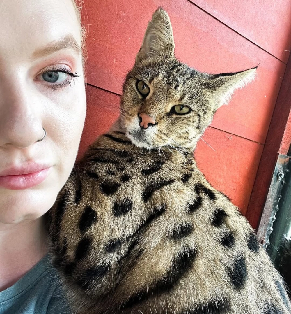 Mèo savannah f1 khổng lồ đang đứng oai vệ trên thảm cỏ