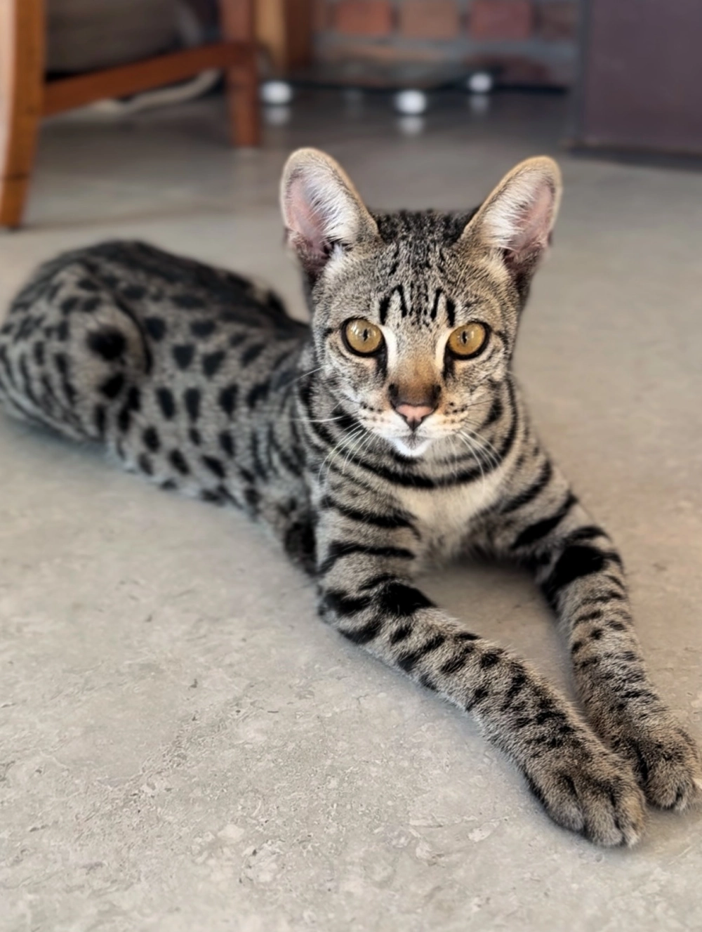 Mèo savannah việt nam thuần chủng màu vàng đồng