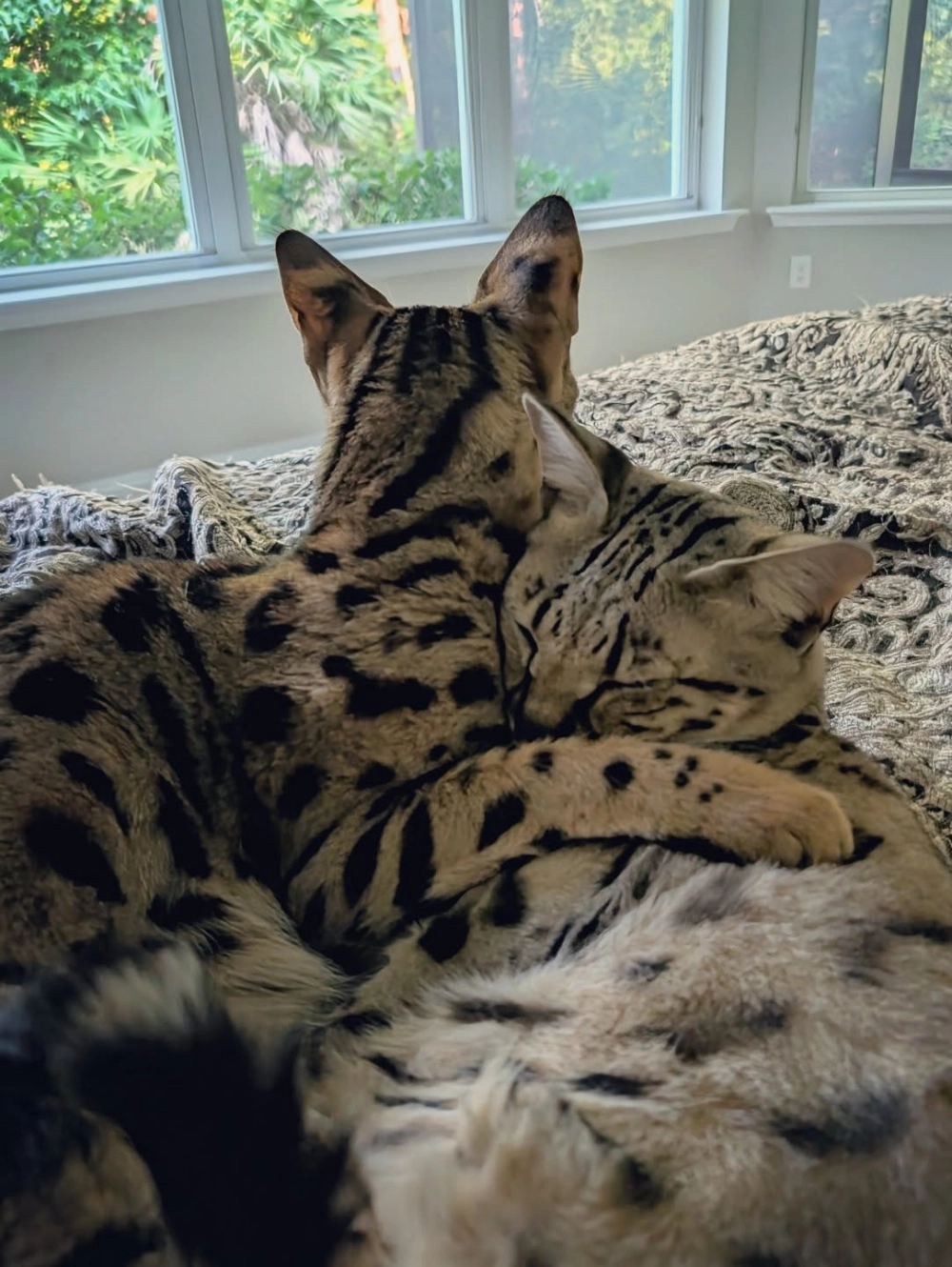 Mèo savannah f4 chơi đùa thân thiện cùng trẻ em