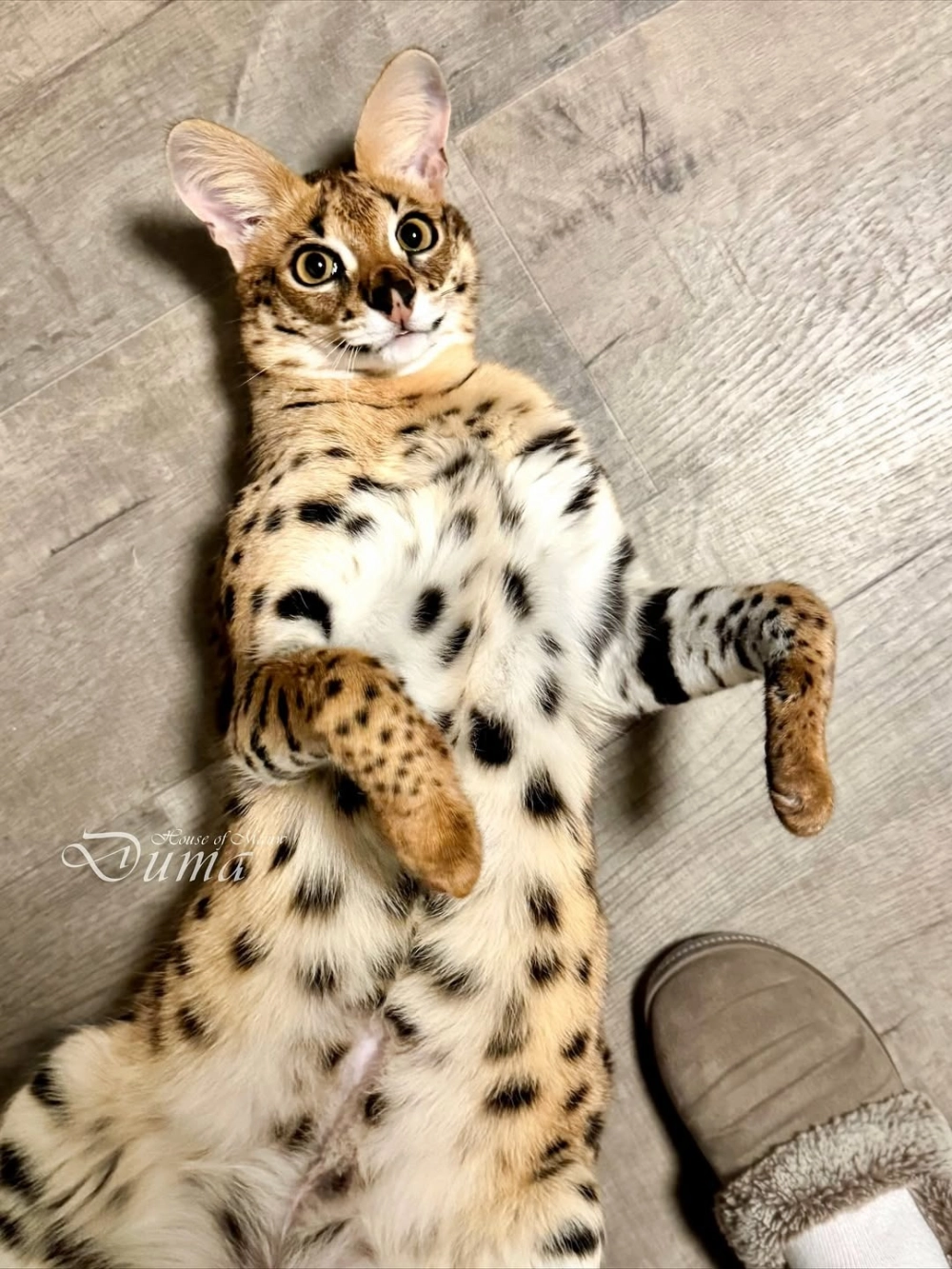 Thức ăn cho mèo savannah ăn gì để lông mượt mà
