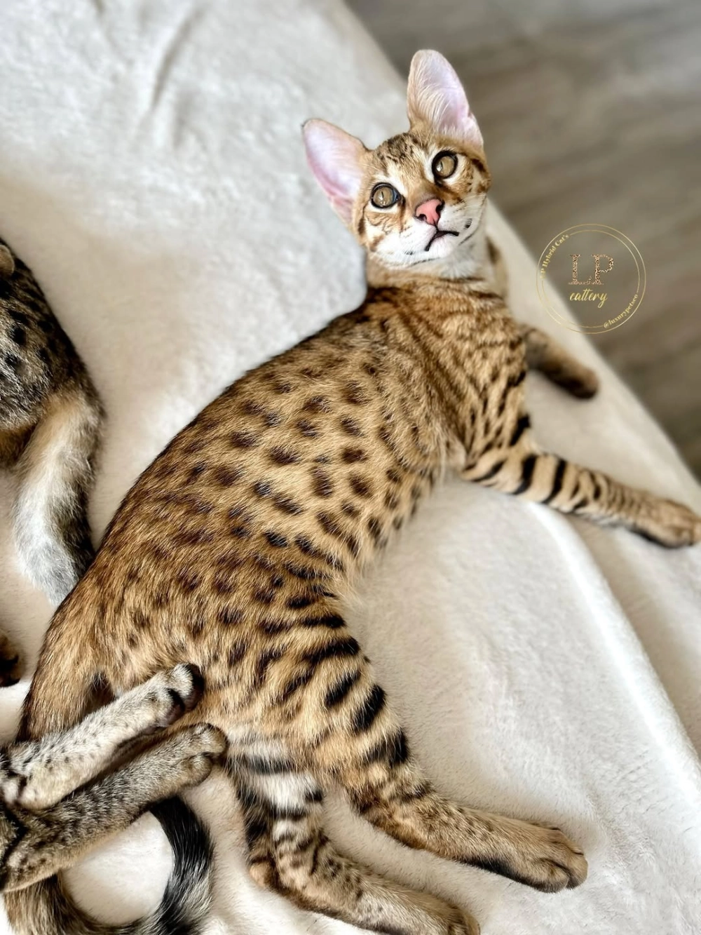 Mèo savannah f4 có kích thước vừa phải phù hợp nuôi nhà