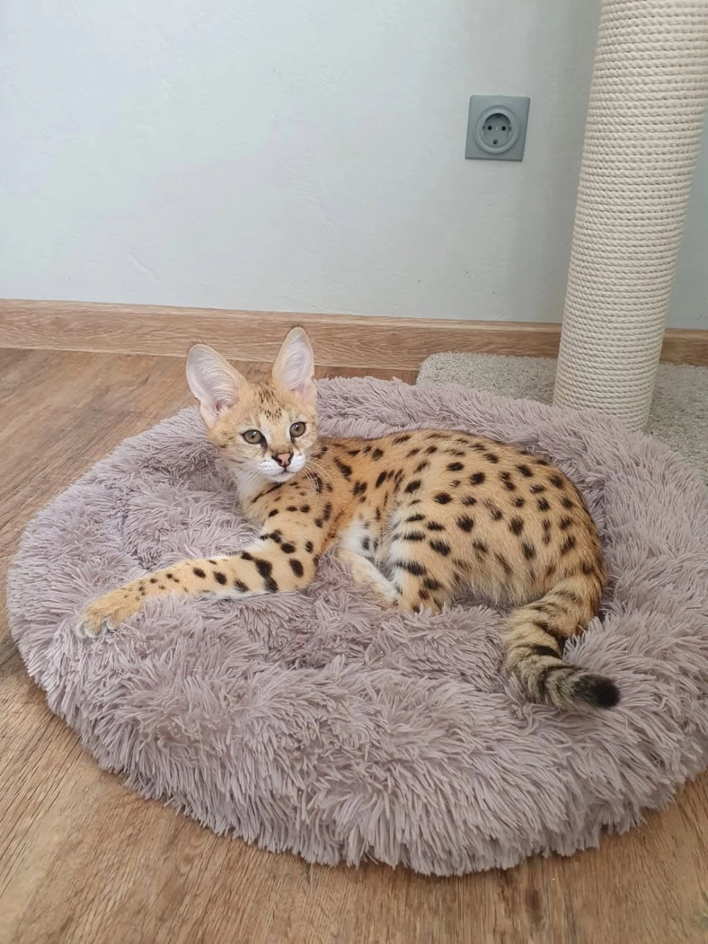 Mèo savannah f3 đang leo trèo trên cây cột cào móng