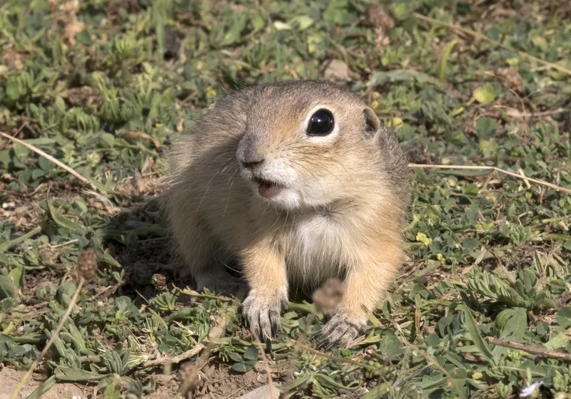 Ngắm nhìn chú sóc đất chipmunk tinh nghịch