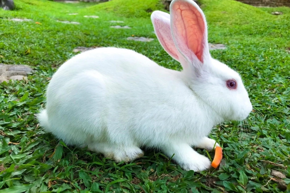 Ảnh thỏ trắng tai dài đang chạy nhảy trên cỏ