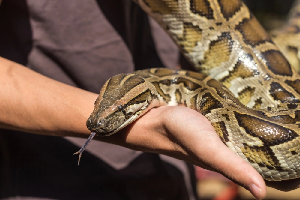 Màu sắc sặc sỡ của trăn corn snake rắn ngô đẹp
