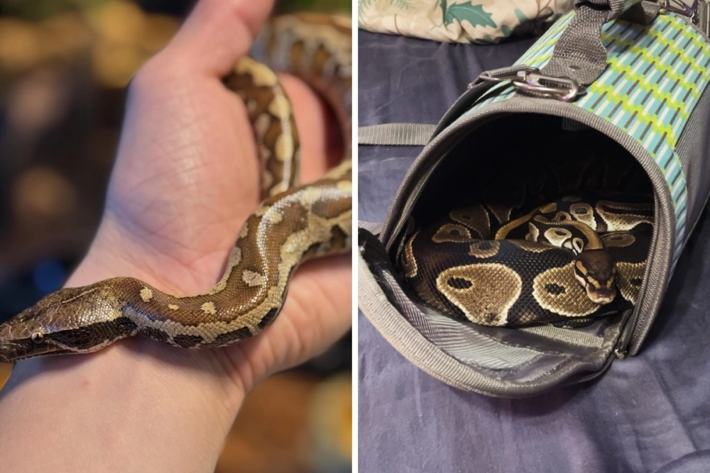 Chú trăn bóng ball python cuộn tròn đáng yêu