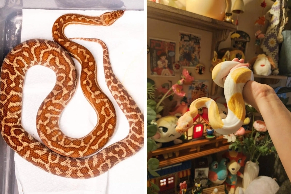 Trăn đột biến piebald với mảng trắng độc lạ