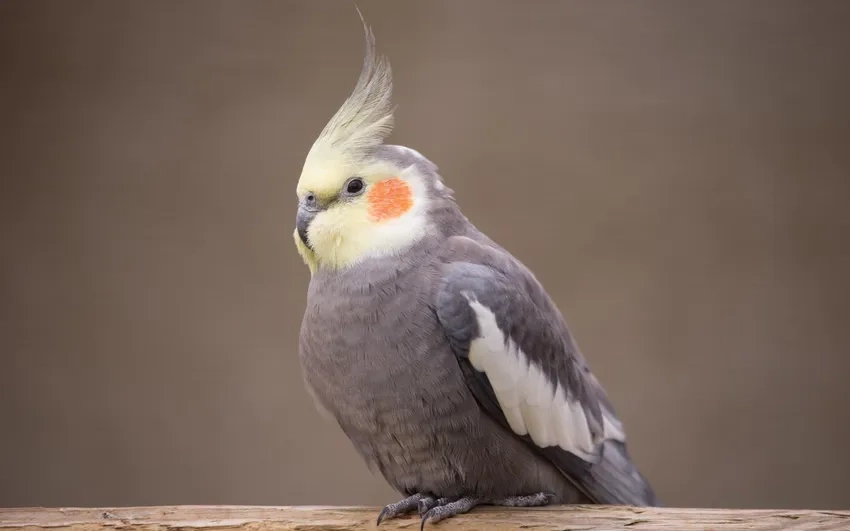 Khám phá Vẹt Cockatiel giá hợp lý cho mọi người yêu thú cưng