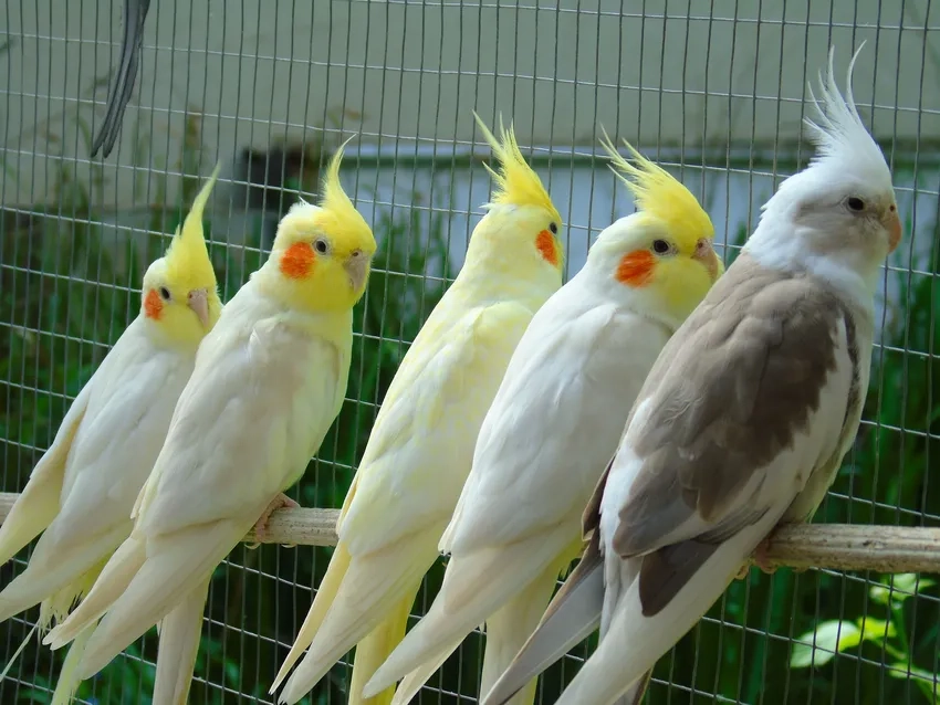 Vẹt Cockatiel thuần dễ gần, thân thiện với con người