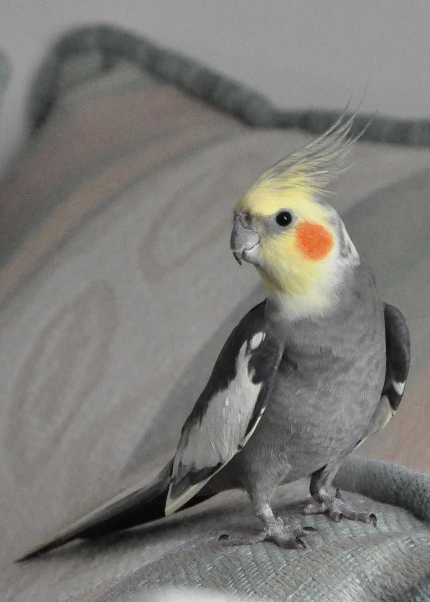 Tìm hiểu Vẹt Cockatiel ăn gì để chim luôn khoẻ mạnh