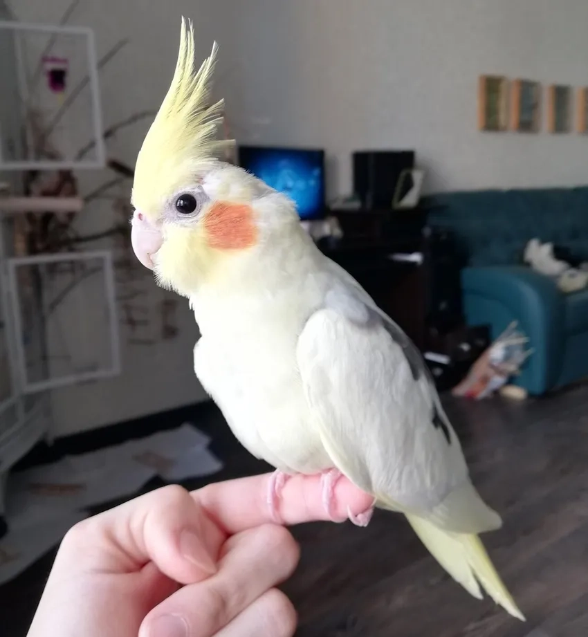 Vẹt Cockatiel trắng nổi bật và sang trọng trong gia đình