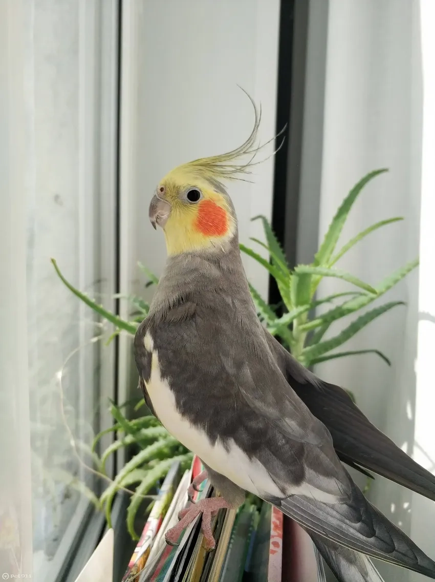 Vẻ đẹp Vẹt Cockatiel xám thu hút mọi ánh nhìn