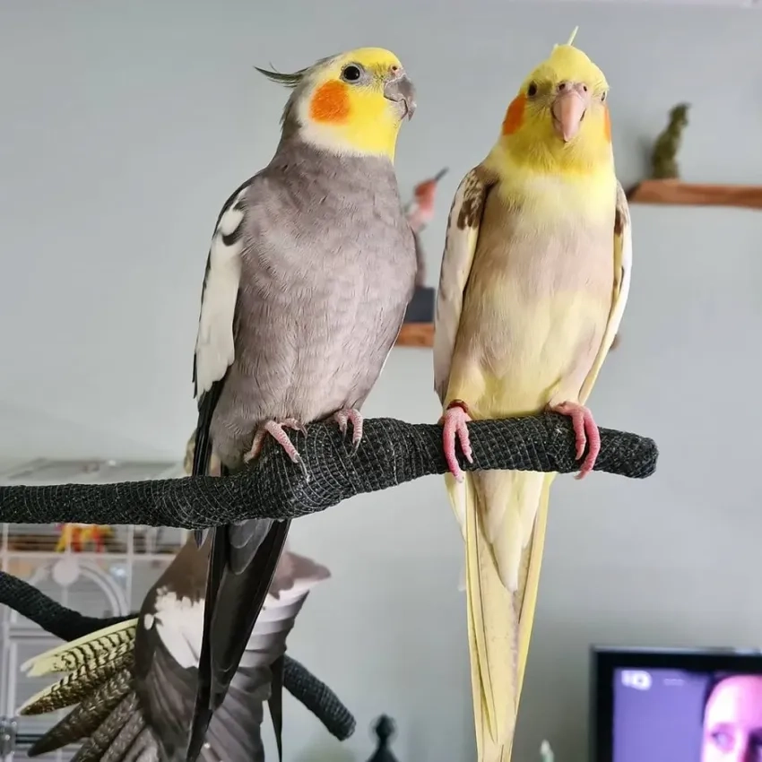 Chăm sóc Vẹt Cockatiel non để phát triển toàn diện