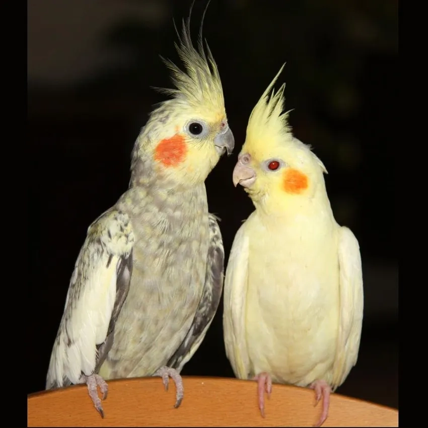 Mê mẩn với Vẹt Cockatiel vàng vui nhộn và dễ thương