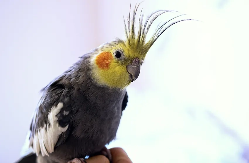 Vẹt Cockatiel chuẩn với ngoại hình và tính cách hoàn hảo