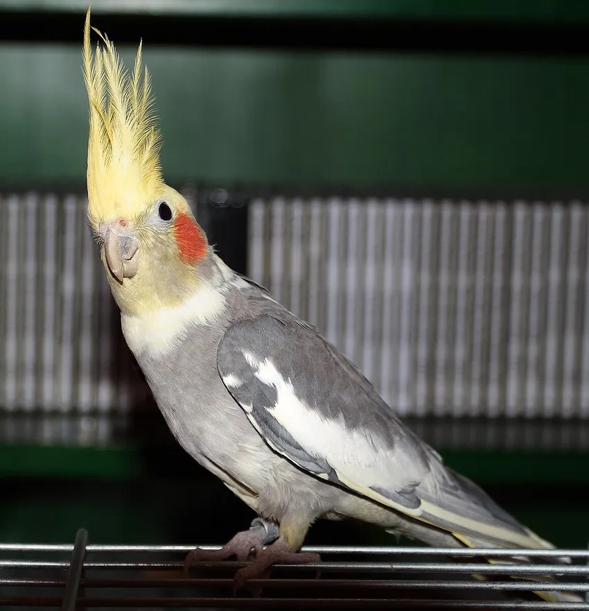 Hướng dẫn Vẹt Cockatiel sinh sản an toàn và hiệu quả