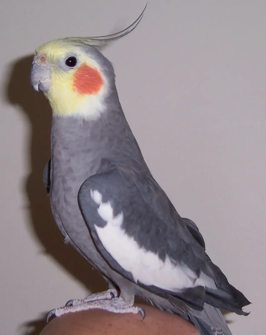 Phân biệt Vẹt Cockatiel trống mái để nuôi đúng cách