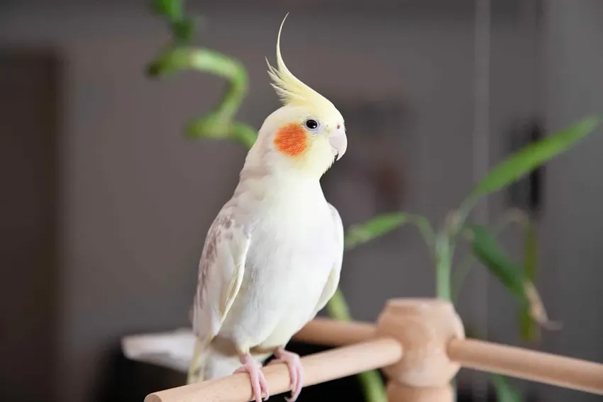 Nghe Vẹt Cockatiel hót vang đầy vui tươi và nhộn nhịp