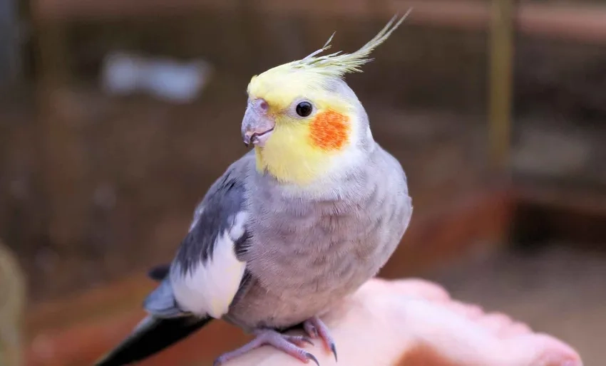 Sở hữu Vẹt Cockatiel thuần chủng với màu sắc tự nhiên đẹp