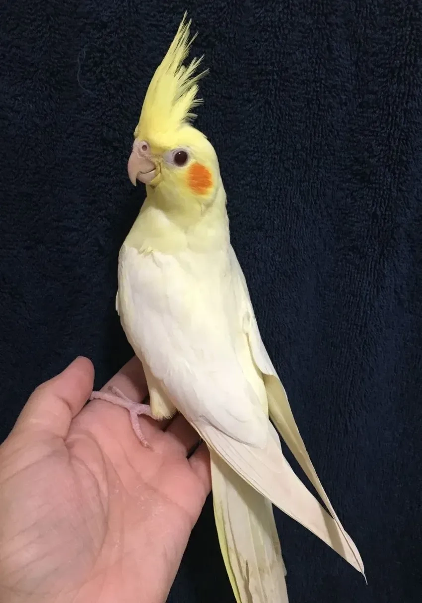 Mẹo Vẹt Cockatiel nuôi trong nhà luôn khoẻ và vui vẻ