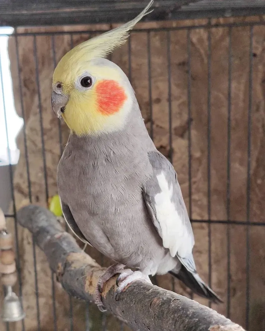 Vẹt Cockatiel dễ thương làm bừng sáng không gian sống
