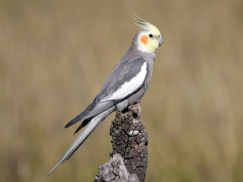 Vẹt Cockatiel cảnh đáng yêu là lựa chọn lý tưởng cho nhà bạn