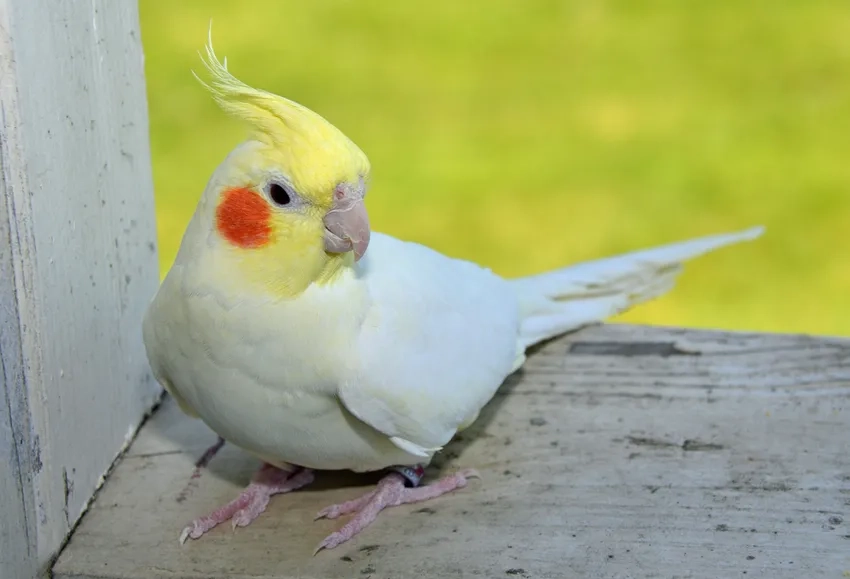 Chiêm ngưỡng Vẹt Cockatiel đẹp với màu lông rực rỡ