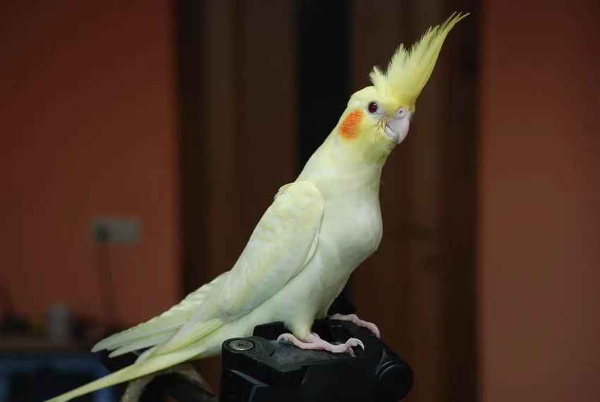 Vẹt Cockatiel mini xinh xắn, dễ chăm sóc cho mọi gia đình