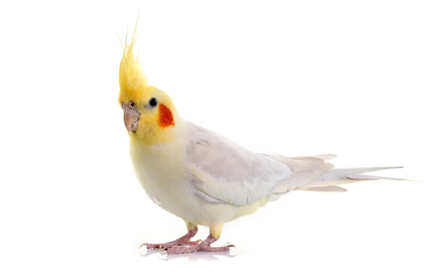 Ngắm Vẹt Cockatiel bay tự do tràn đầy năng lượng