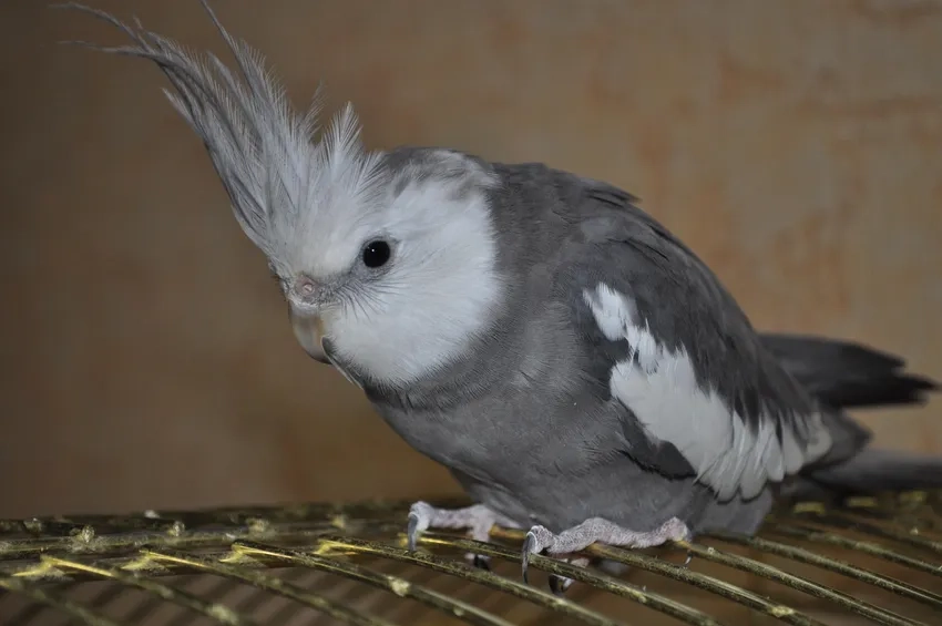 Vẻ lạ mắt của Vẹt Cockatiel xám tro khiến ai cũng mê