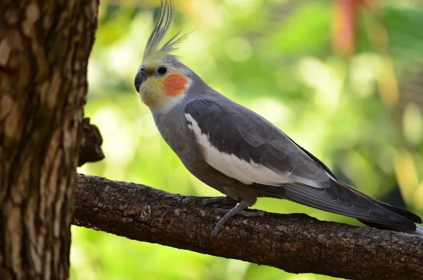 Vẹt Cockatiel thông minh học nhanh và dễ huấn luyện