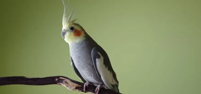 Khám phá các loại Vẹt Cockatiel màu đa dạng và rực rỡ