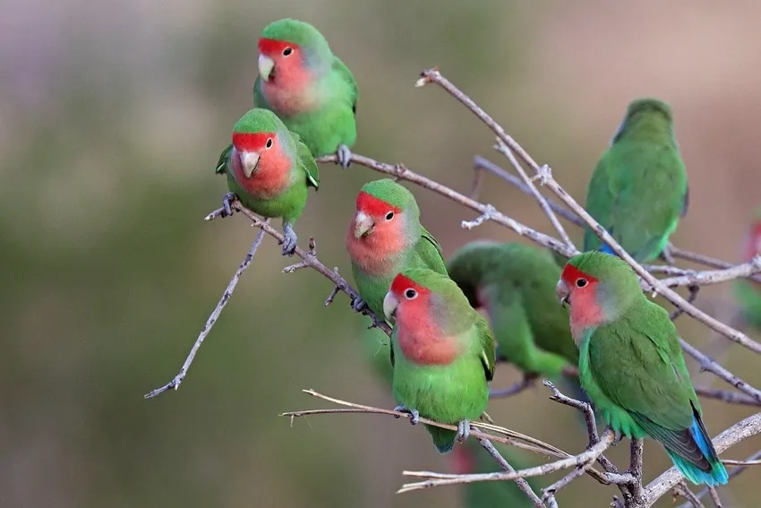 Khám phá vẻ đáng yêu của Vẹt Lovebird trong lồng cảnh