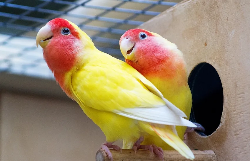 Vẹt Lovebird bên Chim Sơn Ca lồng cảnh rực rỡ