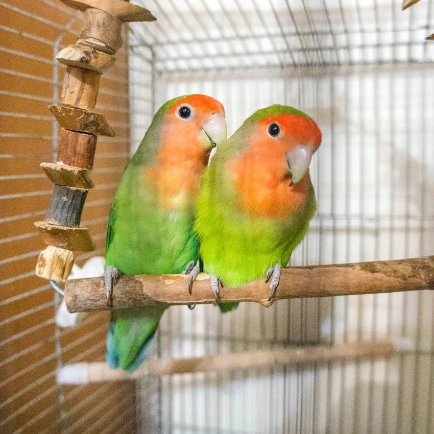 Chim Sơn Ca bản địa thảo nguyên hót vang