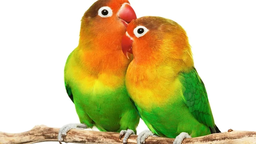 Chim Sơn Ca miền nhiệt đới vui đùa trong nắng
