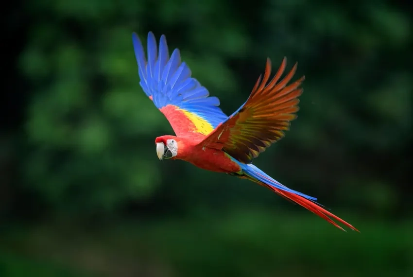 Thả mình vào sắc màu nổi bật của ảnh Vẹt Macaw đủ màu