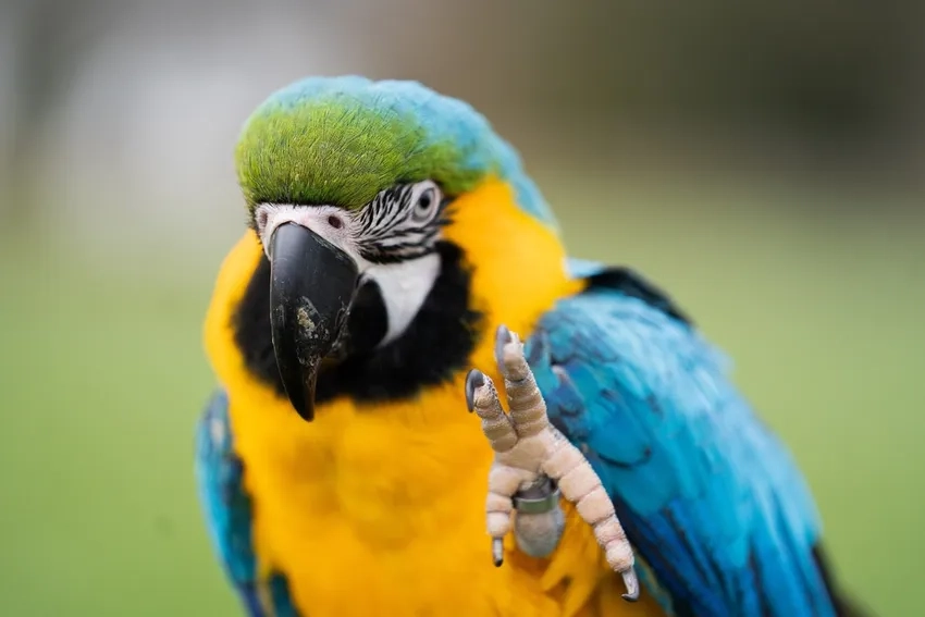 Chiêm ngưỡng ảnh Vẹt Macaw khổng lồ đầy ấn tượng