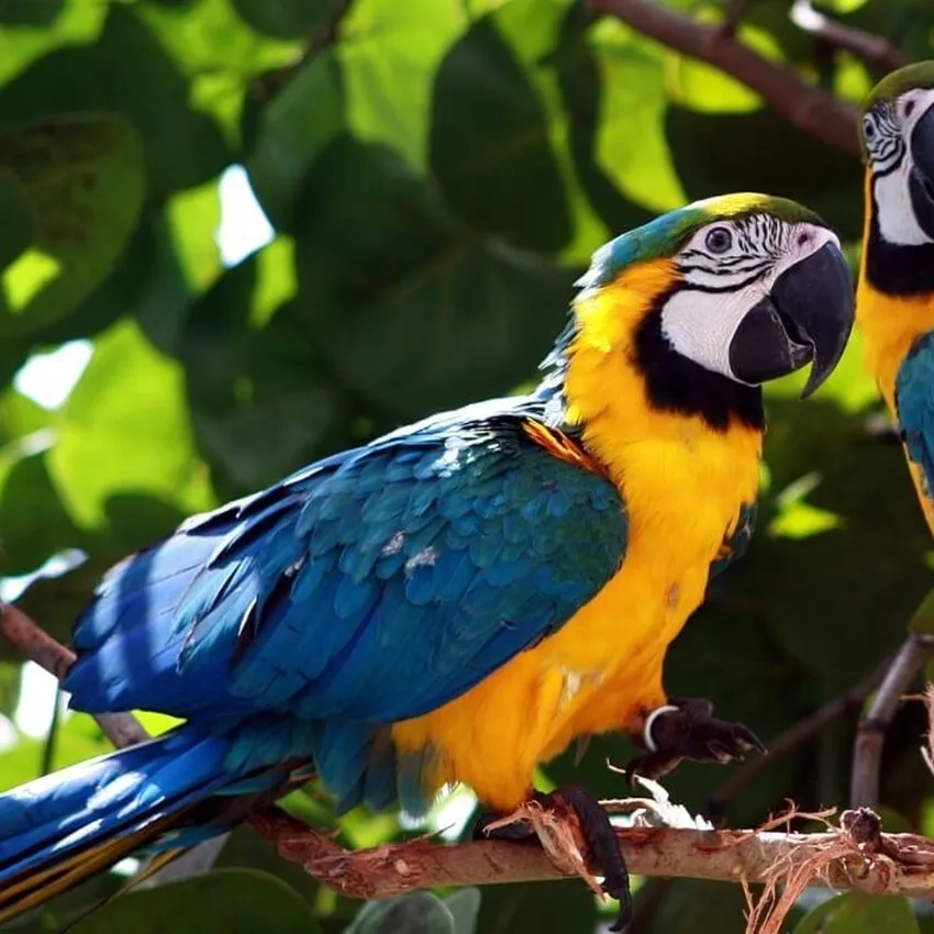 Trải nghiệm tự nhiên tuyệt đẹp với ảnh Vẹt Macaw hoang dã