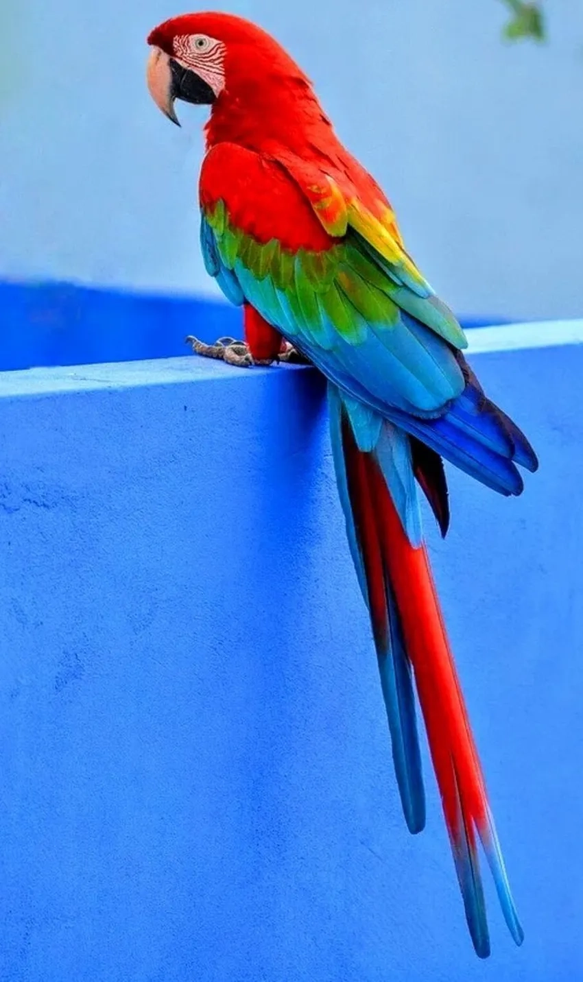 Khám phá thiên nhiên Nam Mỹ qua ảnh Vẹt Macaw Nam Mỹ