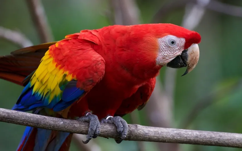 Đắm chìm trong khoảnh khắc đáng yêu của ảnh Vẹt Macaw đôi