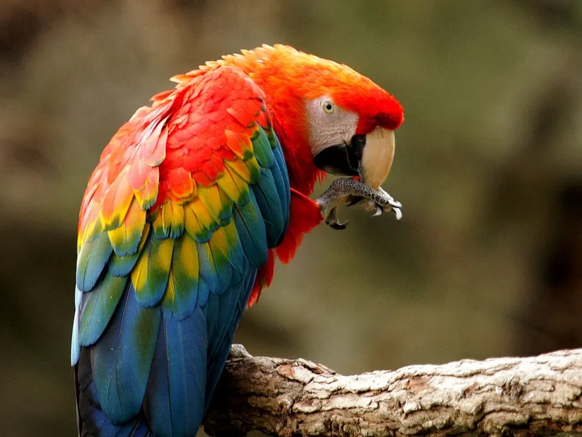 Cảm nhận tự do với ảnh Vẹt Macaw bay lượn trên bầu trời